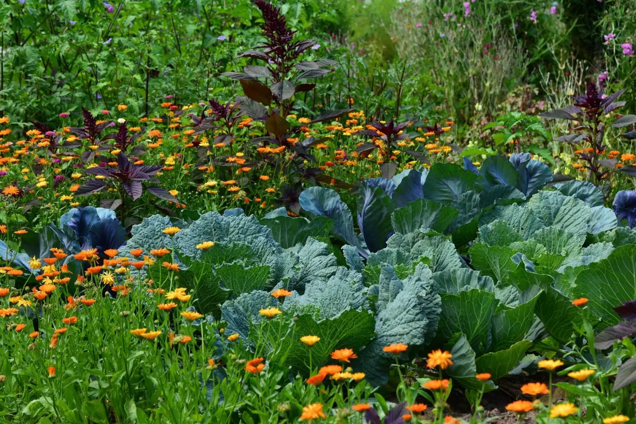 Come ottenere erbe aromatiche rigogliose senza fertilizzanti sintetici: guida pratica Come ottenere erbe aromatiche rigogliose senza fertilizzanti sintetici: guida pratica
