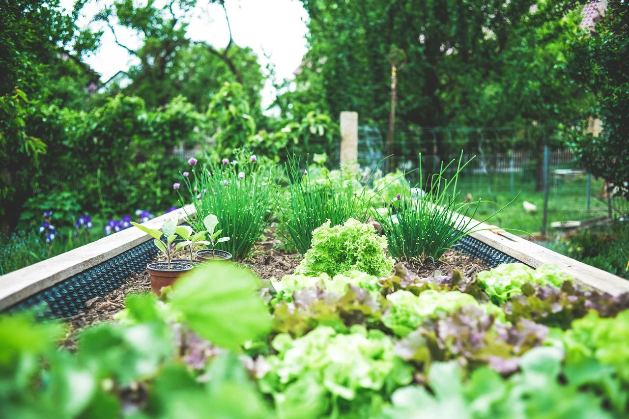 Come ottenere erbe aromatiche rigogliose senza fertilizzanti sintetici: guida pratica Come ottenere erbe aromatiche rigogliose senza fertilizzanti sintetici: guida pratica