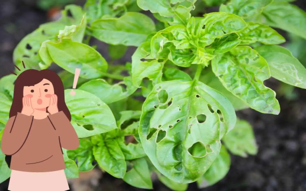 Scopri tre metodi naturali per prevenire i danni più comuni al tuo orto estivo Scopri tre metodi naturali per prevenire i danni più comuni al tuo orto estivo