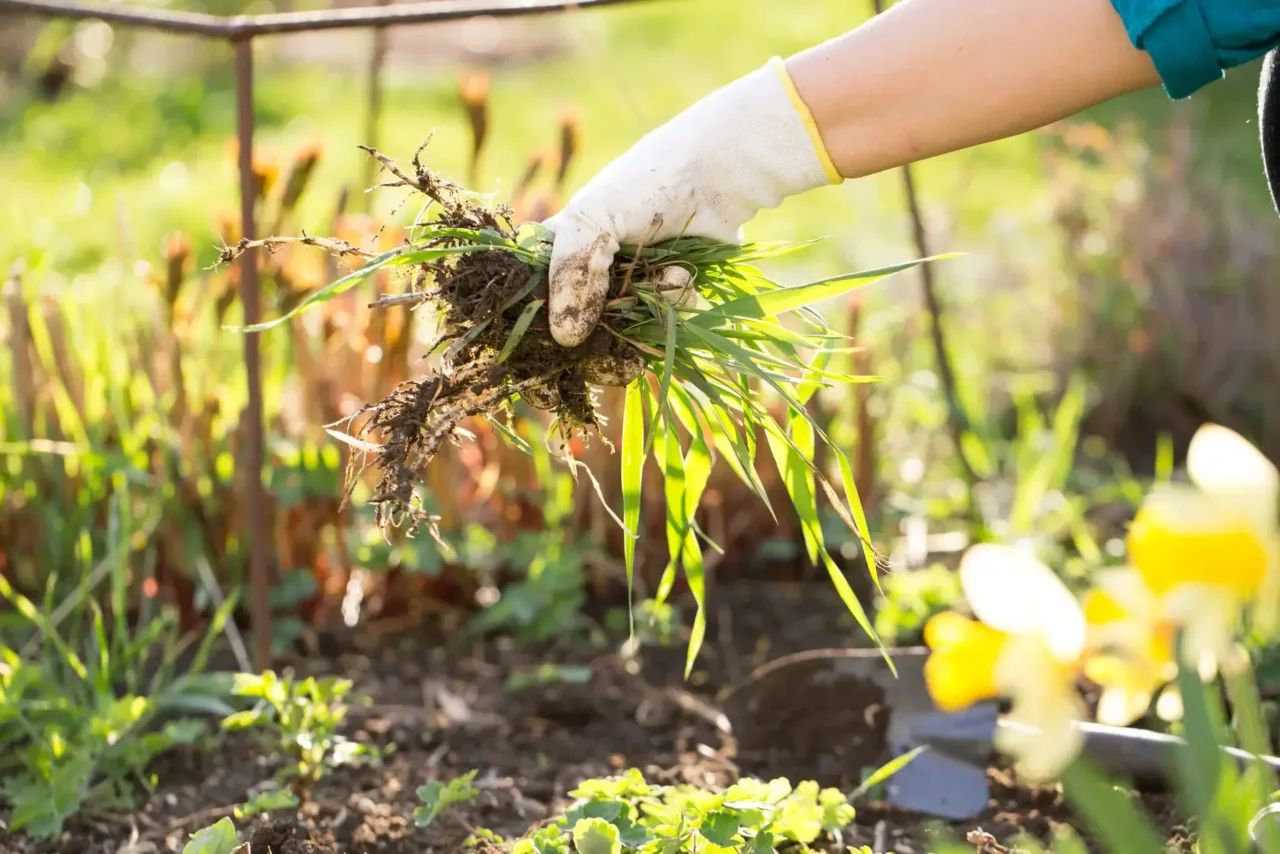 Scopri tre metodi naturali per prevenire i danni più comuni al tuo orto estivo Scopri tre metodi naturali per prevenire i danni più comuni al tuo orto estivo