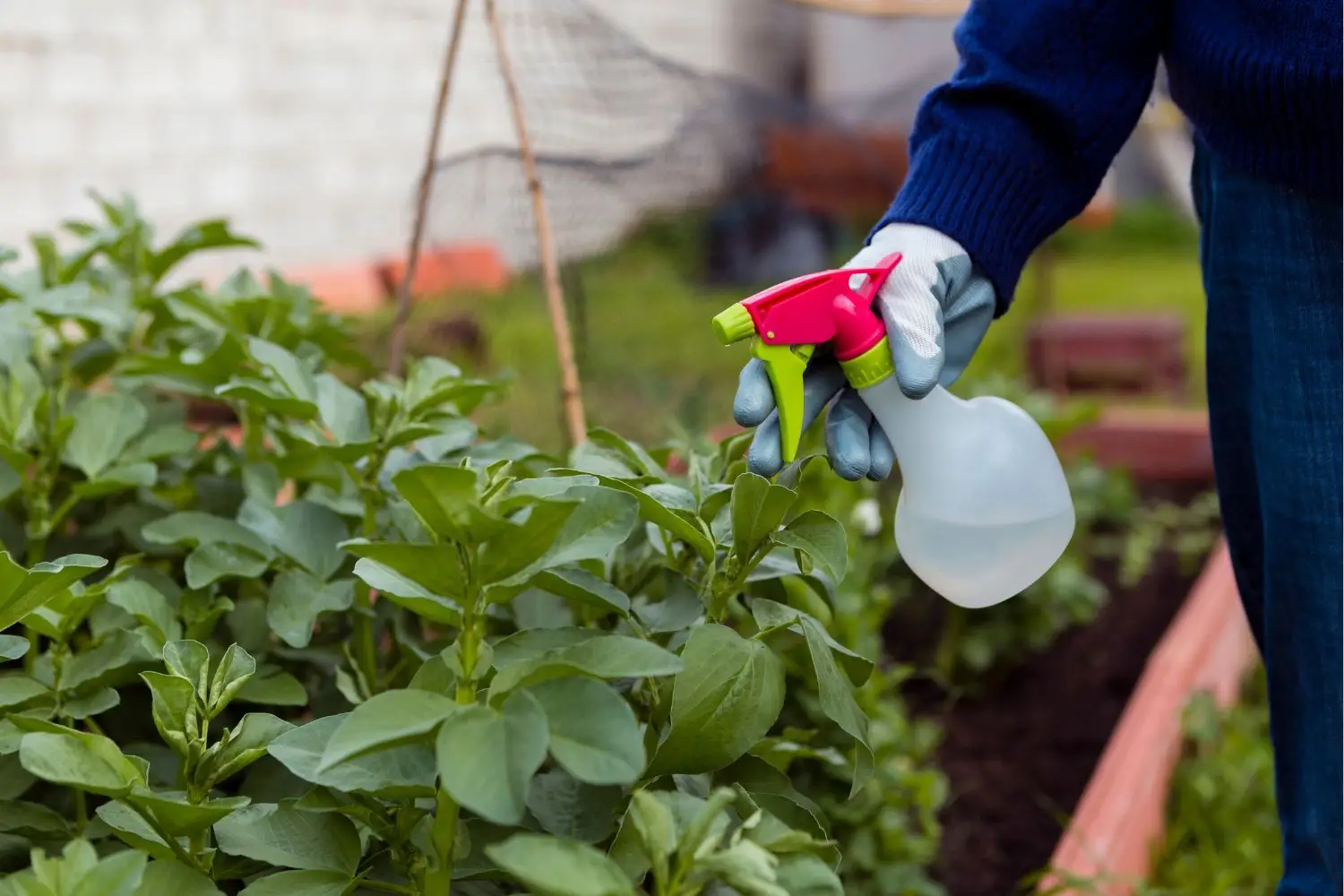 Scopri tre metodi naturali per prevenire i danni più comuni al tuo orto estivo Scopri tre metodi naturali per prevenire i danni più comuni al tuo orto estivo