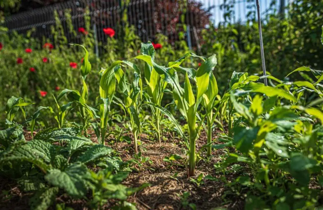 Scopri tre metodi naturali per prevenire i danni più comuni al tuo orto estivo Scopri tre metodi naturali per prevenire i danni più comuni al tuo orto estivo
