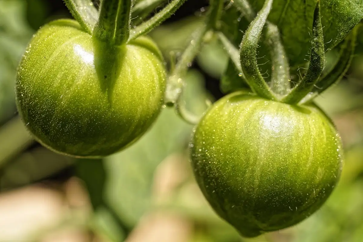 Come riconoscere i segnali nascosti di carenza nutritiva nei pomodori? Come riconoscere i segnali nascosti di carenza nutritiva nei pomodori?