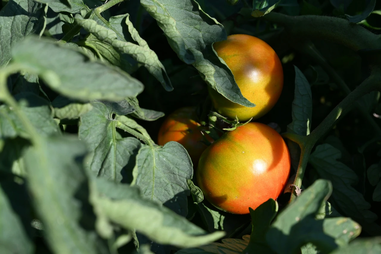 Come riconoscere i segnali nascosti di carenza nutritiva nei pomodori? Come riconoscere i segnali nascosti di carenza nutritiva nei pomodori?