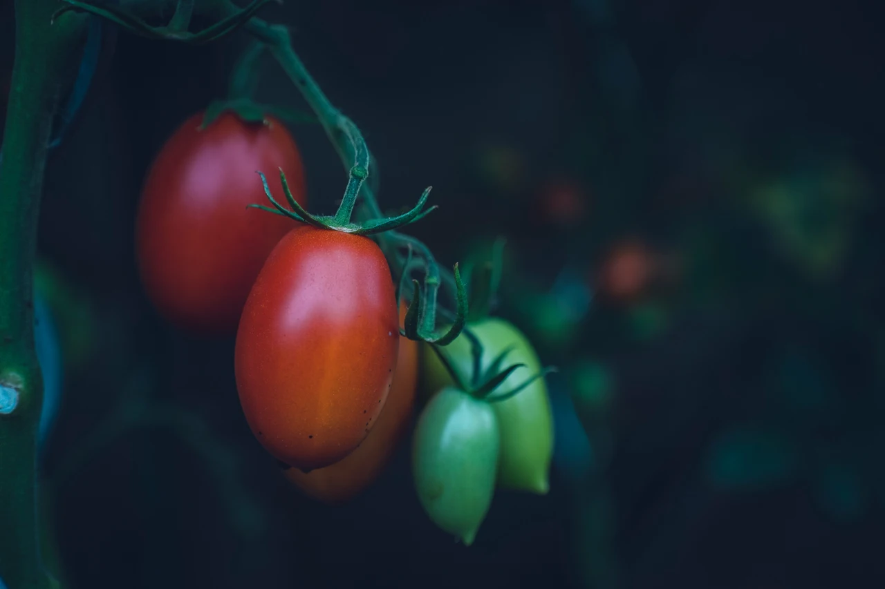 Come riconoscere i segnali nascosti di carenza nutritiva nei pomodori? Come riconoscere i segnali nascosti di carenza nutritiva nei pomodori?