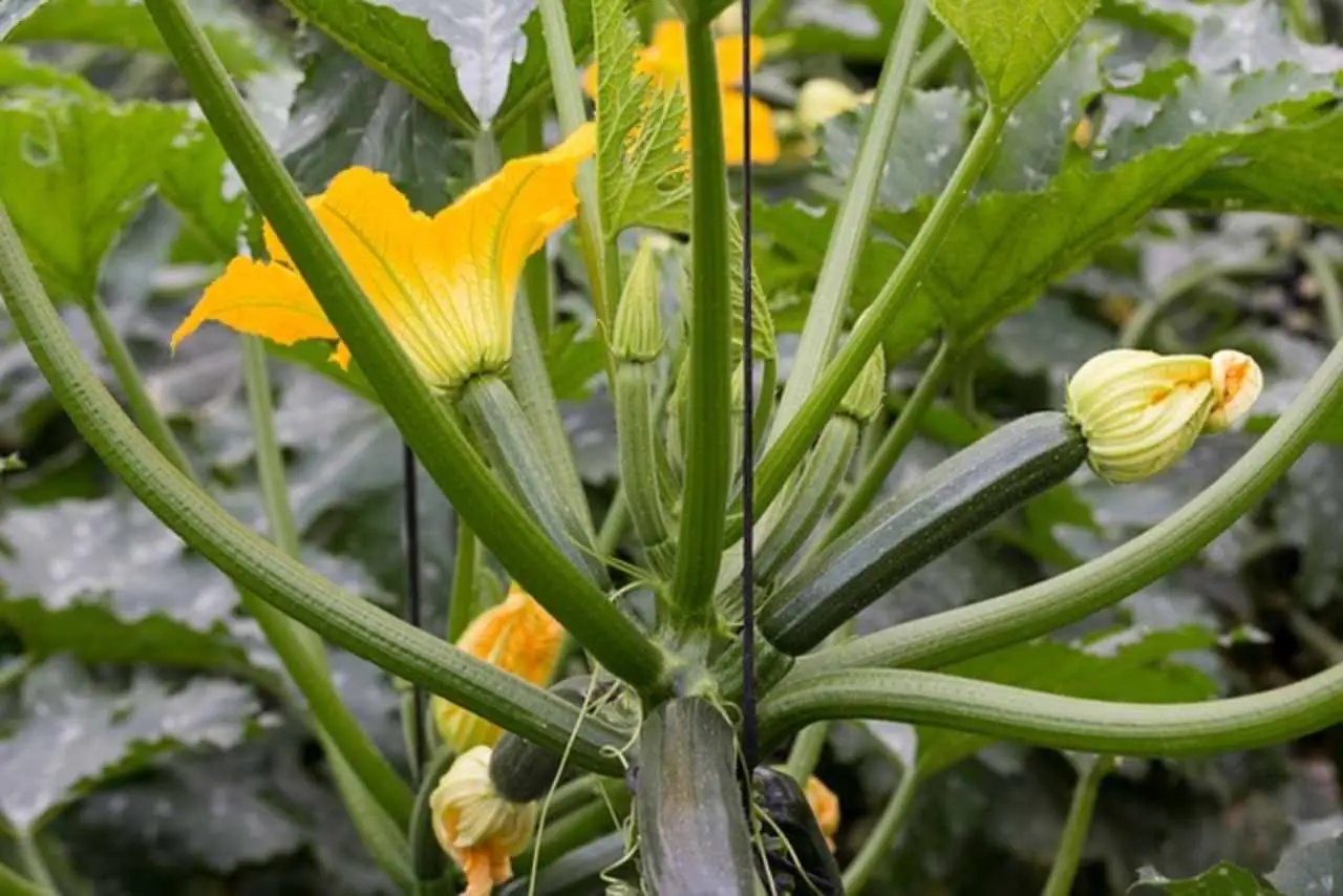 Prova questa tecnica antica per aumentare la resa delle tue zucchine con risultati immediati Prova questa tecnica antica per aumentare la resa delle tue zucchine con risultati immediati
