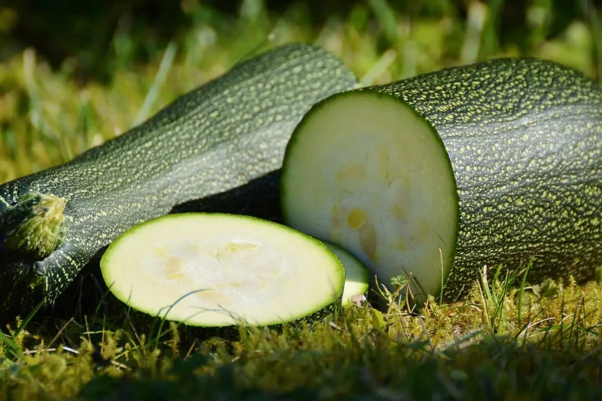 Prova questa tecnica antica per aumentare la resa delle tue zucchine con risultati immediati Prova questa tecnica antica per aumentare la resa delle tue zucchine con risultati immediati