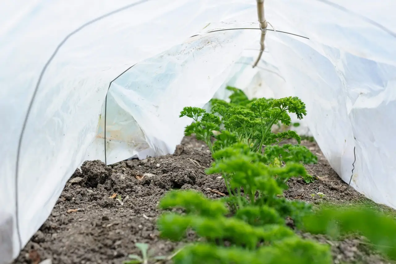 Metti in pratica il trucco degli orticoltori per difendere i fiori dalle lumache senza pesticidi Metti in pratica il trucco degli orticoltori per difendere i fiori dalle lumache senza pesticidi