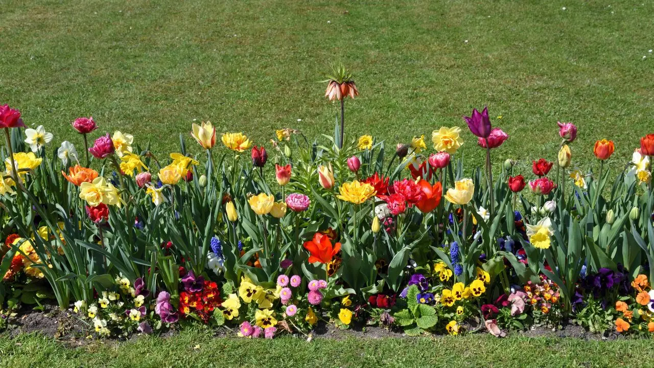 Metti in pratica il trucco degli orticoltori per difendere i fiori dalle lumache senza pesticidi Metti in pratica il trucco degli orticoltori per difendere i fiori dalle lumache senza pesticidi