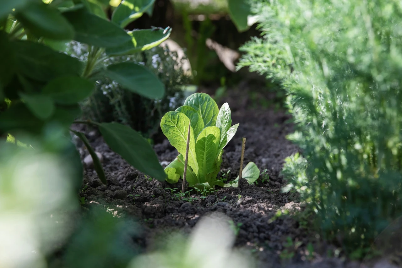 Metti in pratica il trucco degli orticoltori per difendere i fiori dalle lumache senza pesticidi Metti in pratica il trucco degli orticoltori per difendere i fiori dalle lumache senza pesticidi