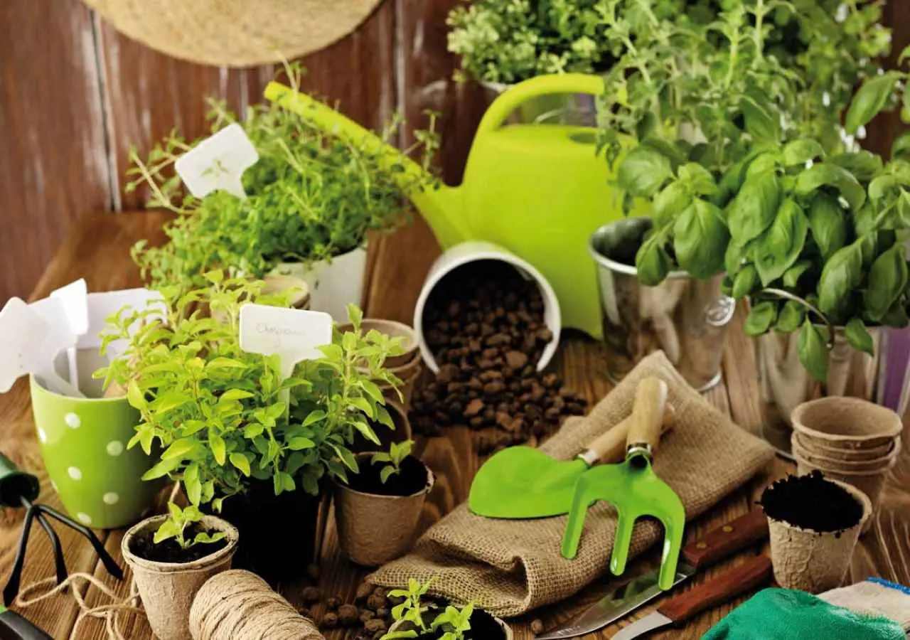 Quando seminare le verdure? Ecco la risposta dell'esperto Quando seminare le verdure? Ecco la risposta dell'esperto