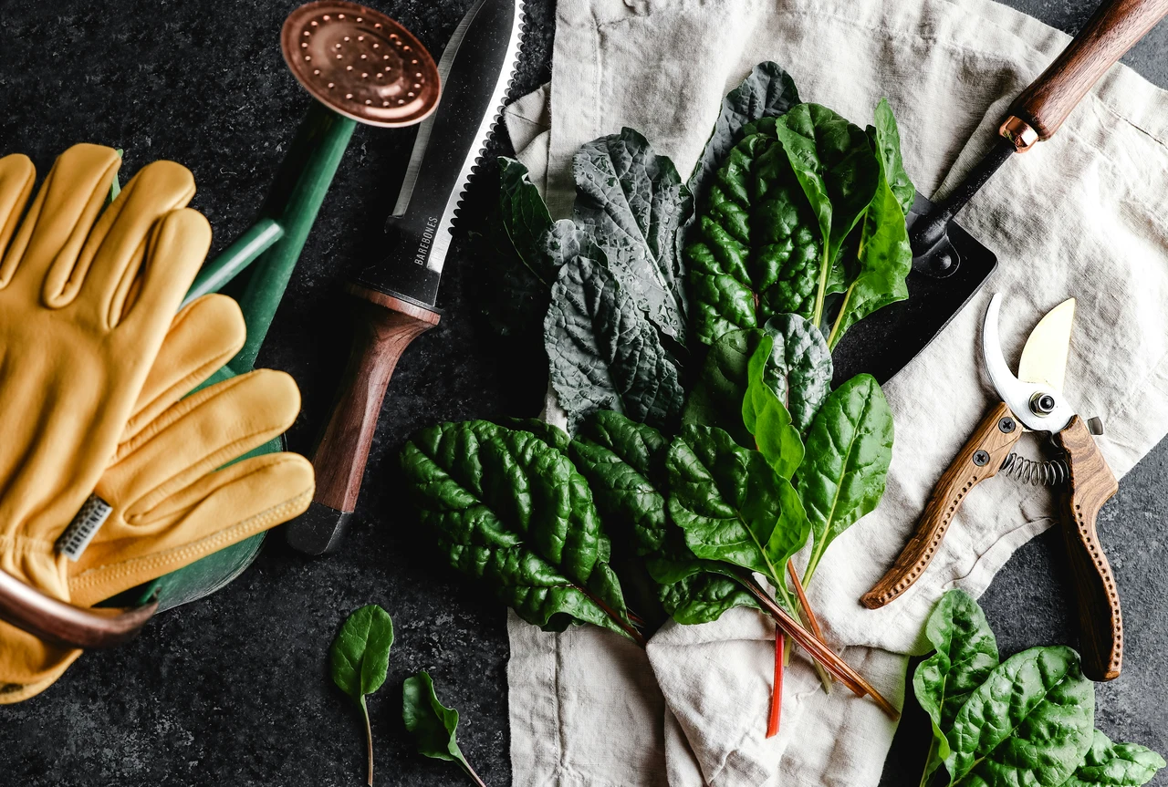 Quando seminare le verdure? Ecco la risposta dell'esperto Quando seminare le verdure? Ecco la risposta dell'esperto