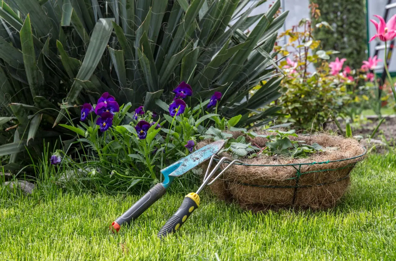 Perché le tue insalate non crescono? Analizza questi errori e migliora subito il raccolto Perché le tue insalate non crescono? Analizza questi errori e migliora subito il raccolto