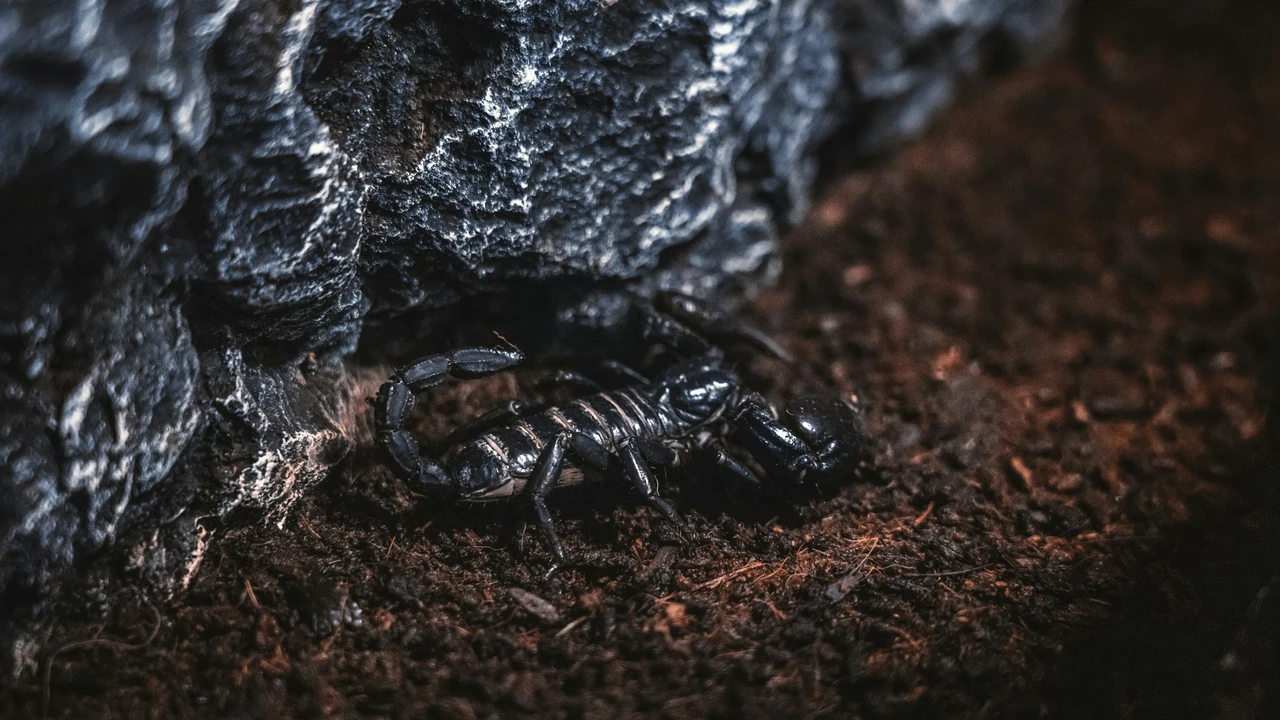 Insetto scorpione nei vasi: segnale da non ignorare per le tue piante Insetto scorpione nei vasi: segnale da non ignorare per le tue piante
