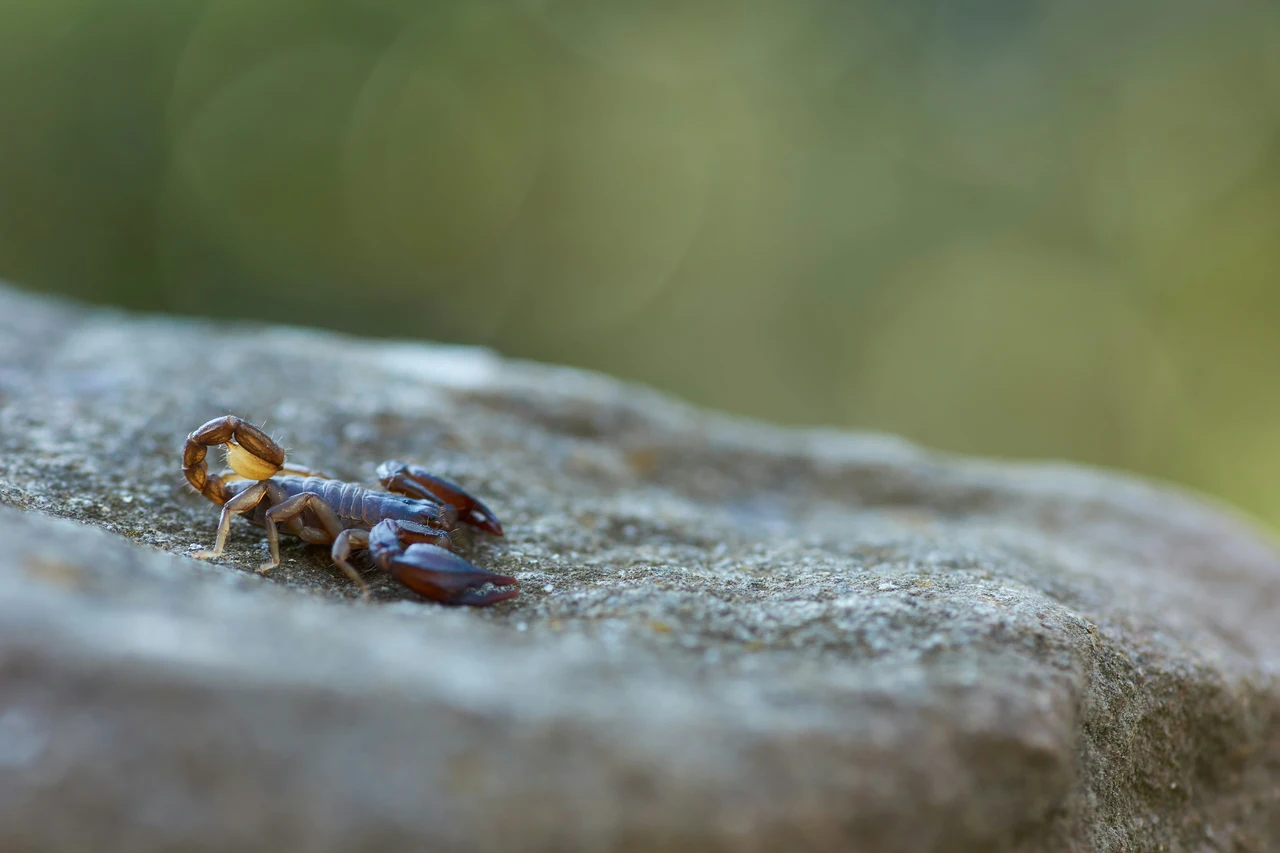 Insetto scorpione nei vasi: segnale da non ignorare per le tue piante Insetto scorpione nei vasi: segnale da non ignorare per le tue piante