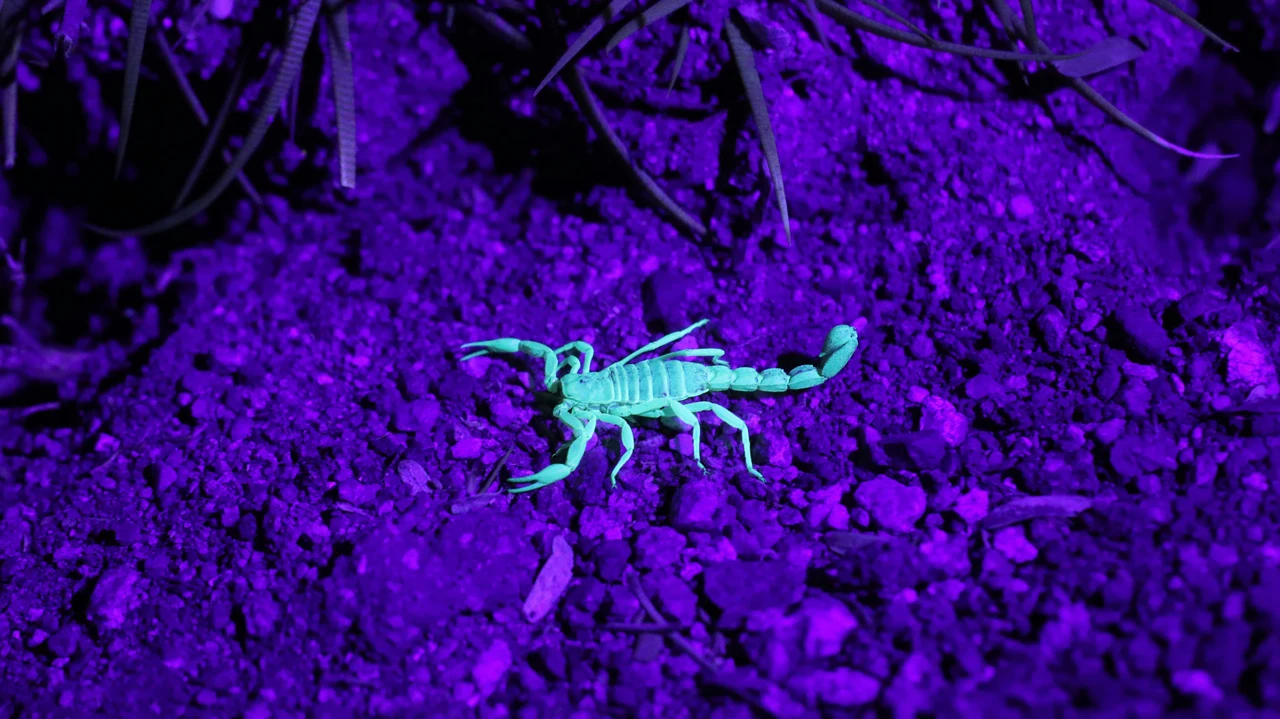 Insetto scorpione nei vasi: segnale da non ignorare per le tue piante Insetto scorpione nei vasi: segnale da non ignorare per le tue piante