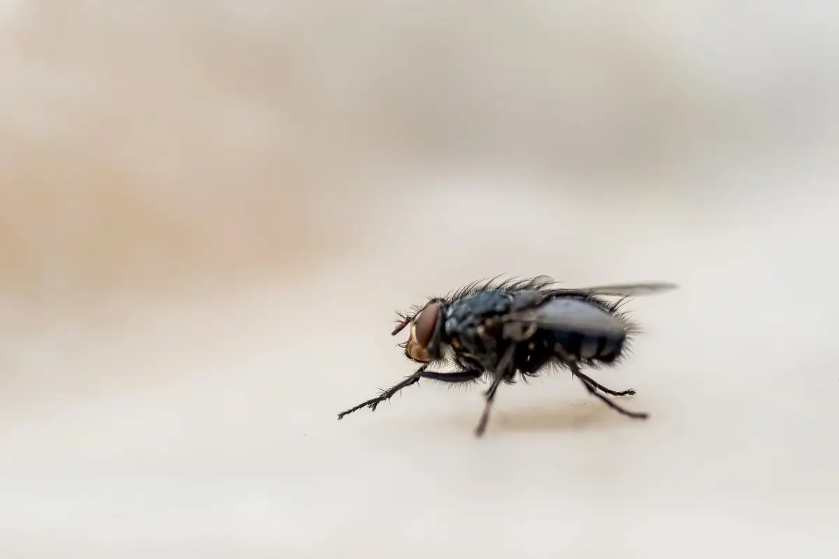 Insetti in bagno: perché compaiono a giugno e come eliminarli in modo sicuro Insetti in bagno: perché compaiono a giugno e come eliminarli in modo sicuro
