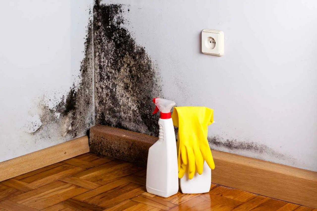 Malerbe tra le mattonelle: scopri il metodo casalingo per eliminarle senza residui Malerbe tra le mattonelle: scopri il metodo casalingo per eliminarle senza residui