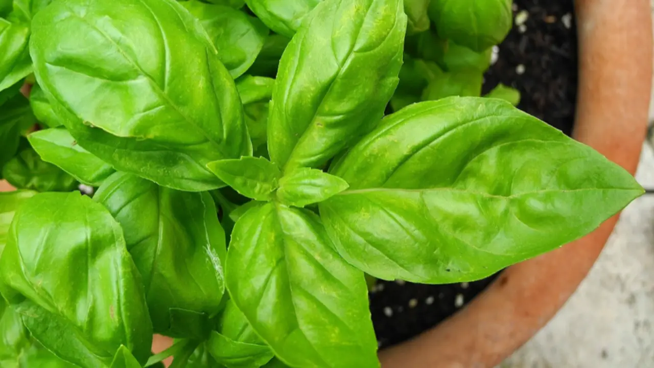 Gli errori comuni che impediscono al basilico di crescere sano sul balcone Gli errori comuni che impediscono al basilico di crescere sano sul balcone