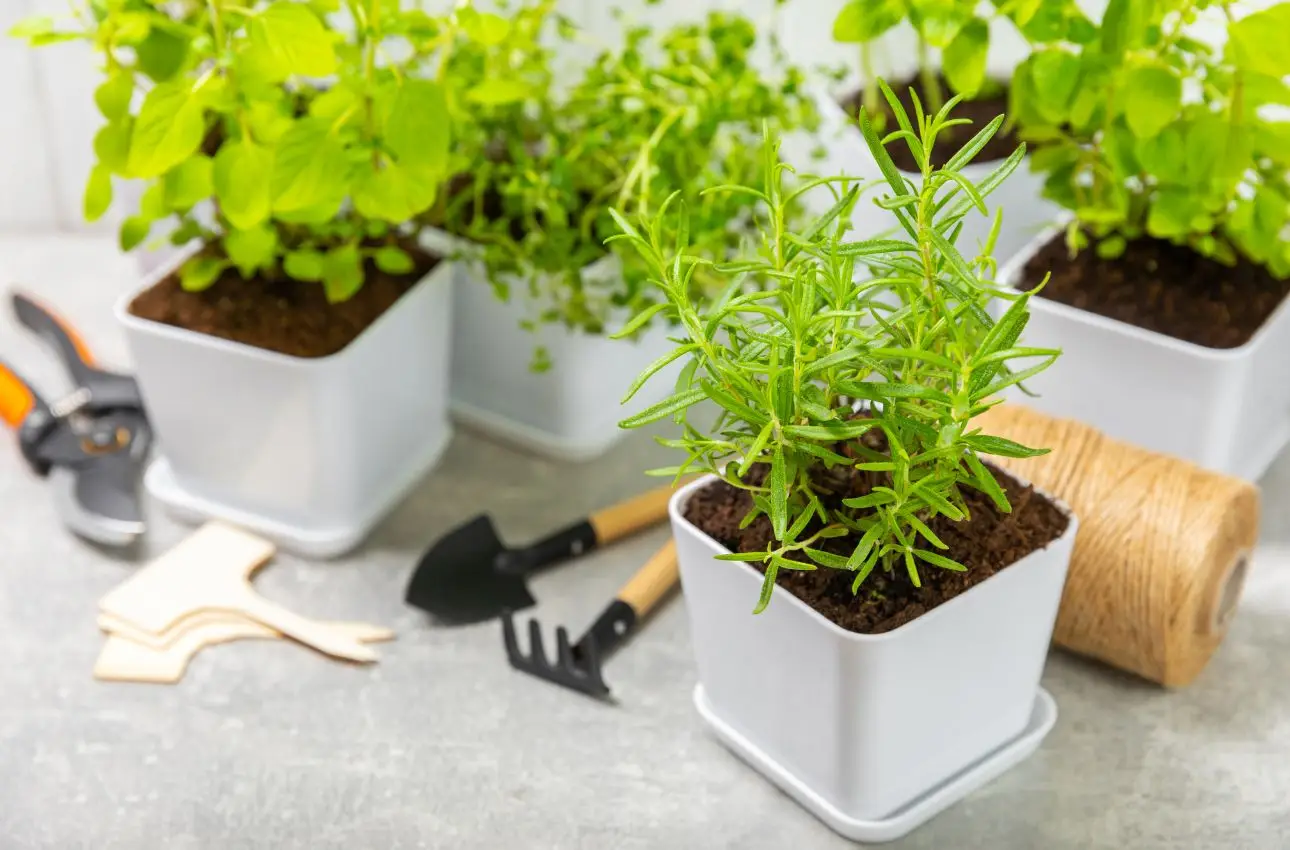 Come mantenere le erbe aromatiche fresche e produttive durante tutto l'anno Come mantenere le erbe aromatiche fresche e produttive durante tutto l'anno