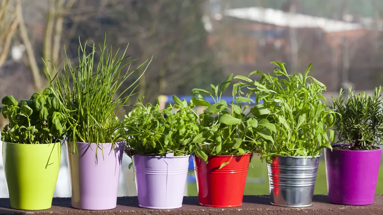 Come mantenere le erbe aromatiche fresche e produttive durante tutto l'anno Come mantenere le erbe aromatiche fresche e produttive durante tutto l'anno