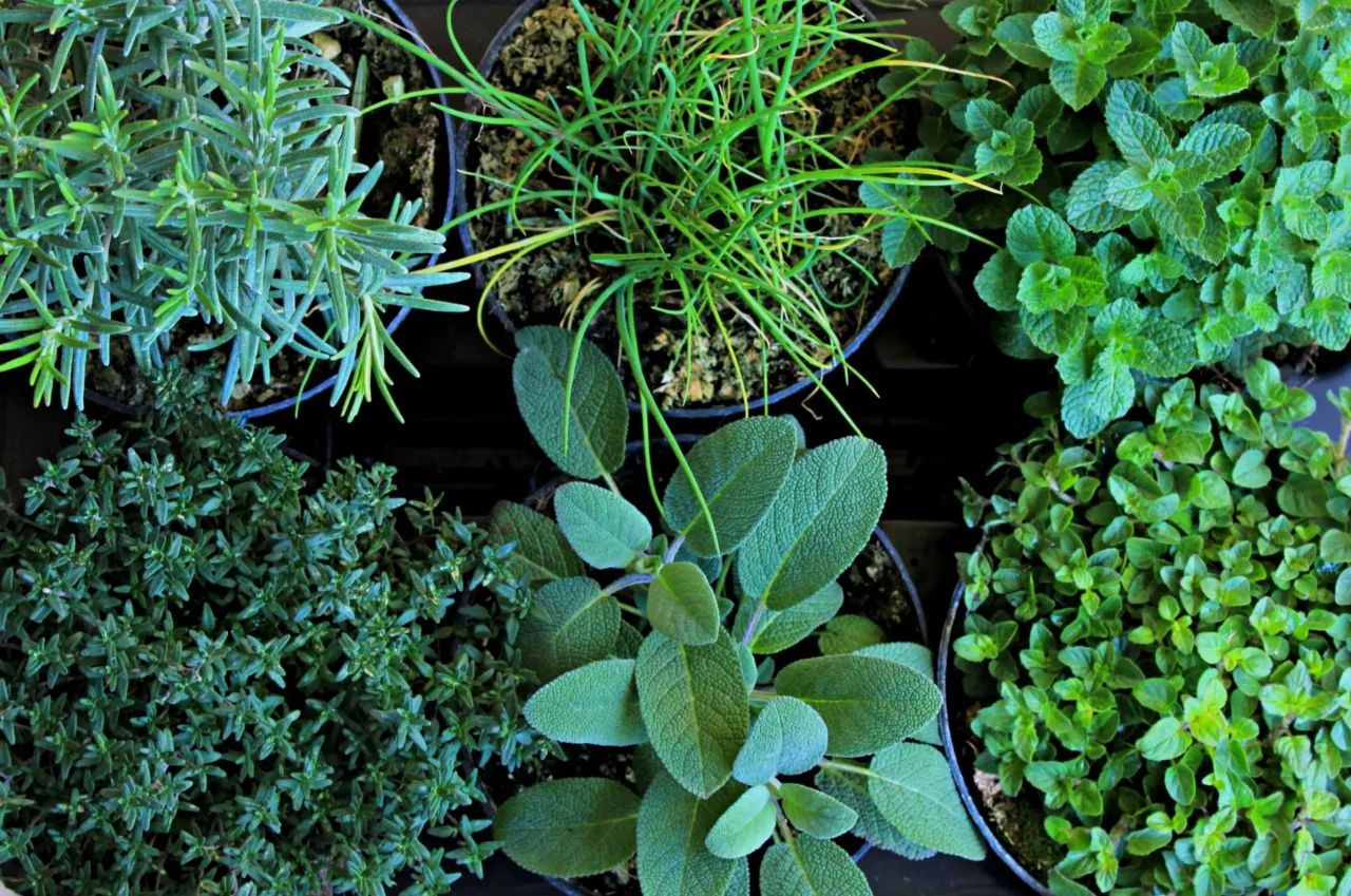 Come mantenere le erbe aromatiche fresche e produttive durante tutto l'anno Come mantenere le erbe aromatiche fresche e produttive durante tutto l'anno