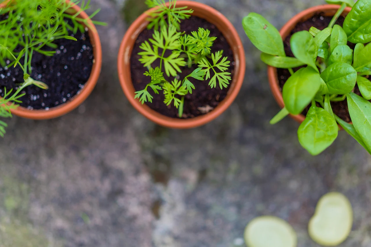 Come mantenere le erbe aromatiche fresche e produttive durante tutto l'anno Come mantenere le erbe aromatiche fresche e produttive durante tutto l'anno