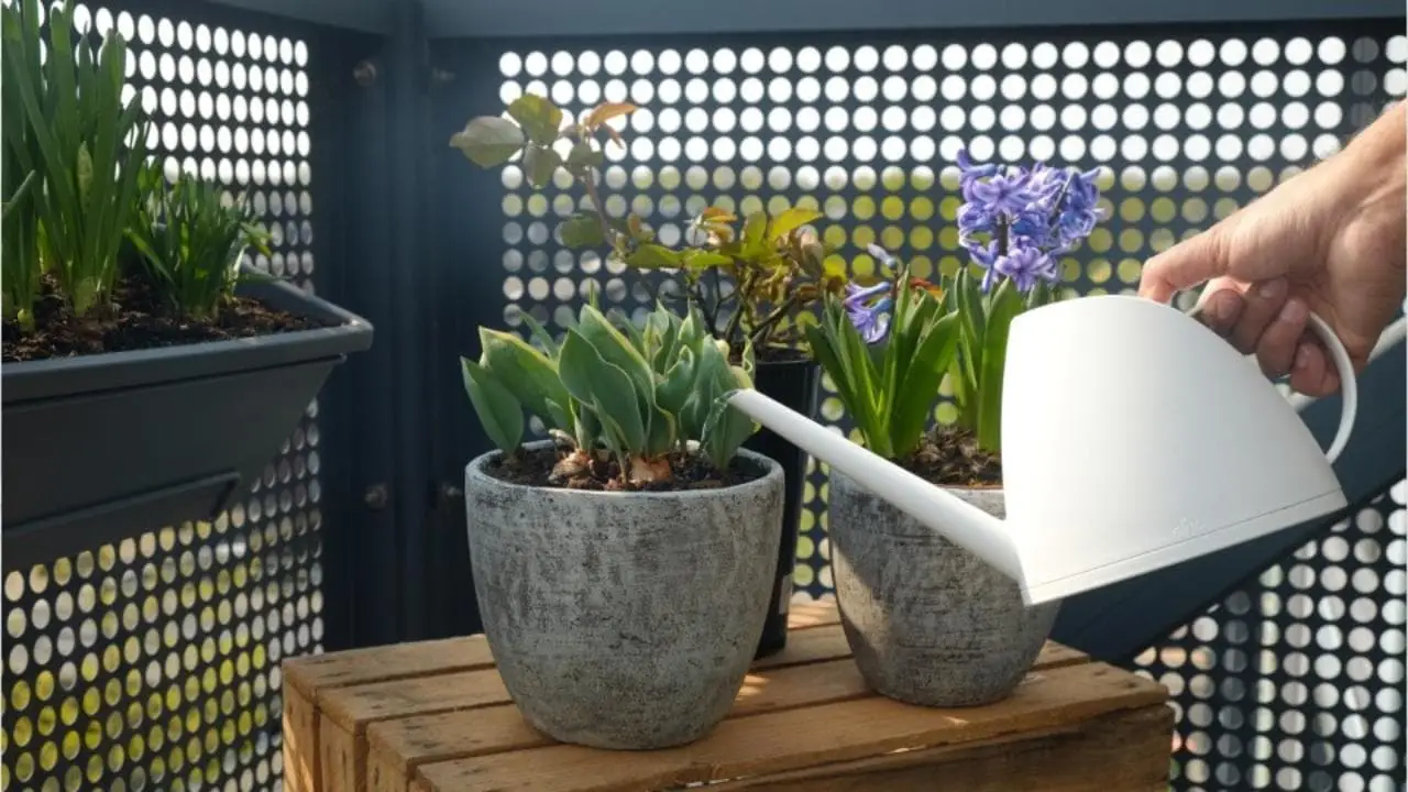 Trasforma il balcone con piante facili e resistenti alla siccità, ideali in città Trasforma il balcone con piante facili e resistenti alla siccità, ideali in città