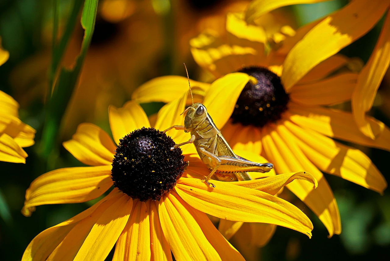 Giardino senz'acqua: le migliori specie fiorite che attirano insetti utili Giardino senz'acqua: le migliori specie fiorite che attirano insetti utili