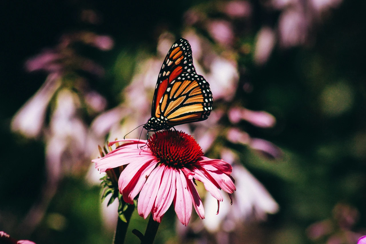 Giardino senz'acqua: le migliori specie fiorite che attirano insetti utili Giardino senz'acqua: le migliori specie fiorite che attirano insetti utili
