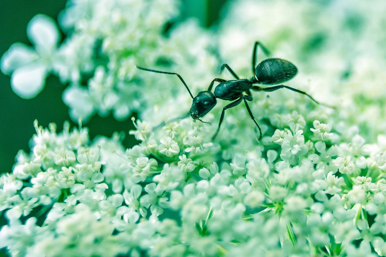 Giardino senz'acqua: le migliori specie fiorite che attirano insetti utili Giardino senz'acqua: le migliori specie fiorite che attirano insetti utili