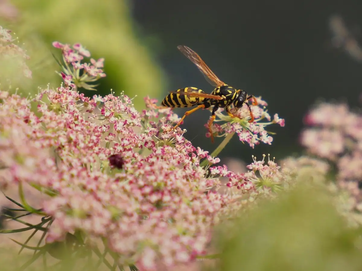 Giardino senz'acqua: le migliori specie fiorite che attirano insetti utili Giardino senz'acqua: le migliori specie fiorite che attirano insetti utili