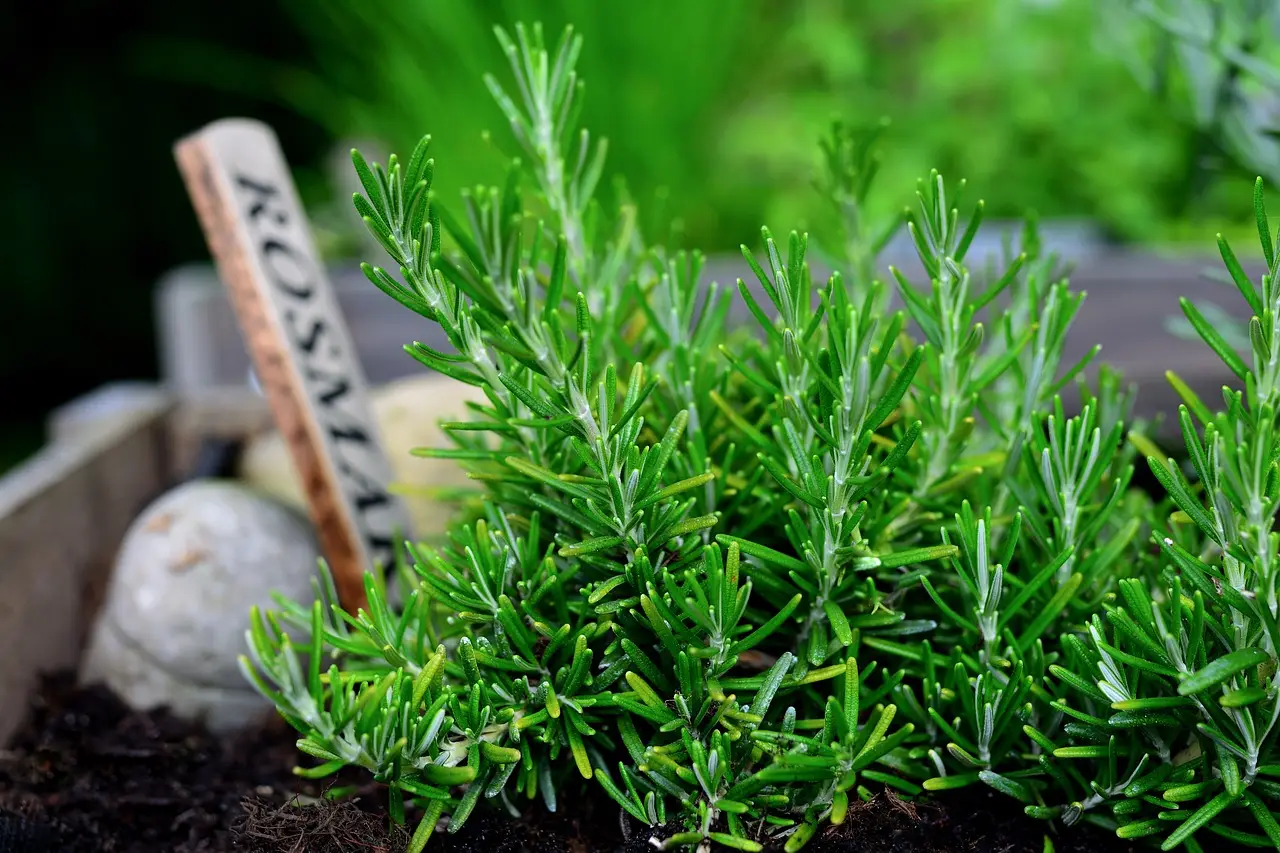 Scopri come coltivare il rosmarino senza irrigazione per aromi freschi tutto l'anno Scopri come coltivare il rosmarino senza irrigazione per aromi freschi tutto l'anno