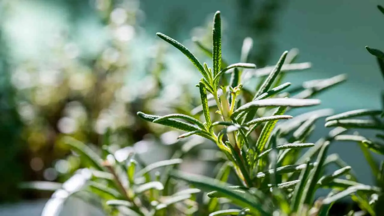 Scopri come coltivare il rosmarino senza irrigazione per aromi freschi tutto l'anno Scopri come coltivare il rosmarino senza irrigazione per aromi freschi tutto l'anno