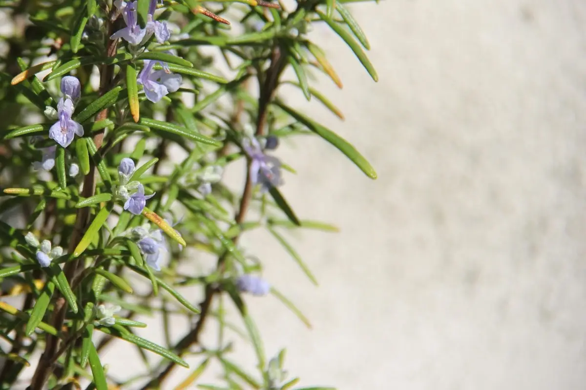 Scopri come coltivare il rosmarino senza irrigazione per aromi freschi tutto l'anno Scopri come coltivare il rosmarino senza irrigazione per aromi freschi tutto l'anno