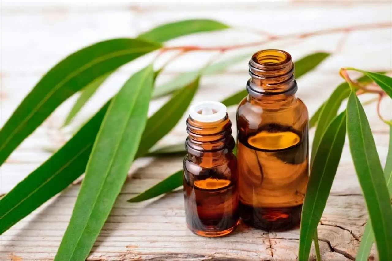 Scegli la pianta aromatica più efficace contro le zanzare in estate e profuma casa Scegli la pianta aromatica più efficace contro le zanzare in estate e profuma casa