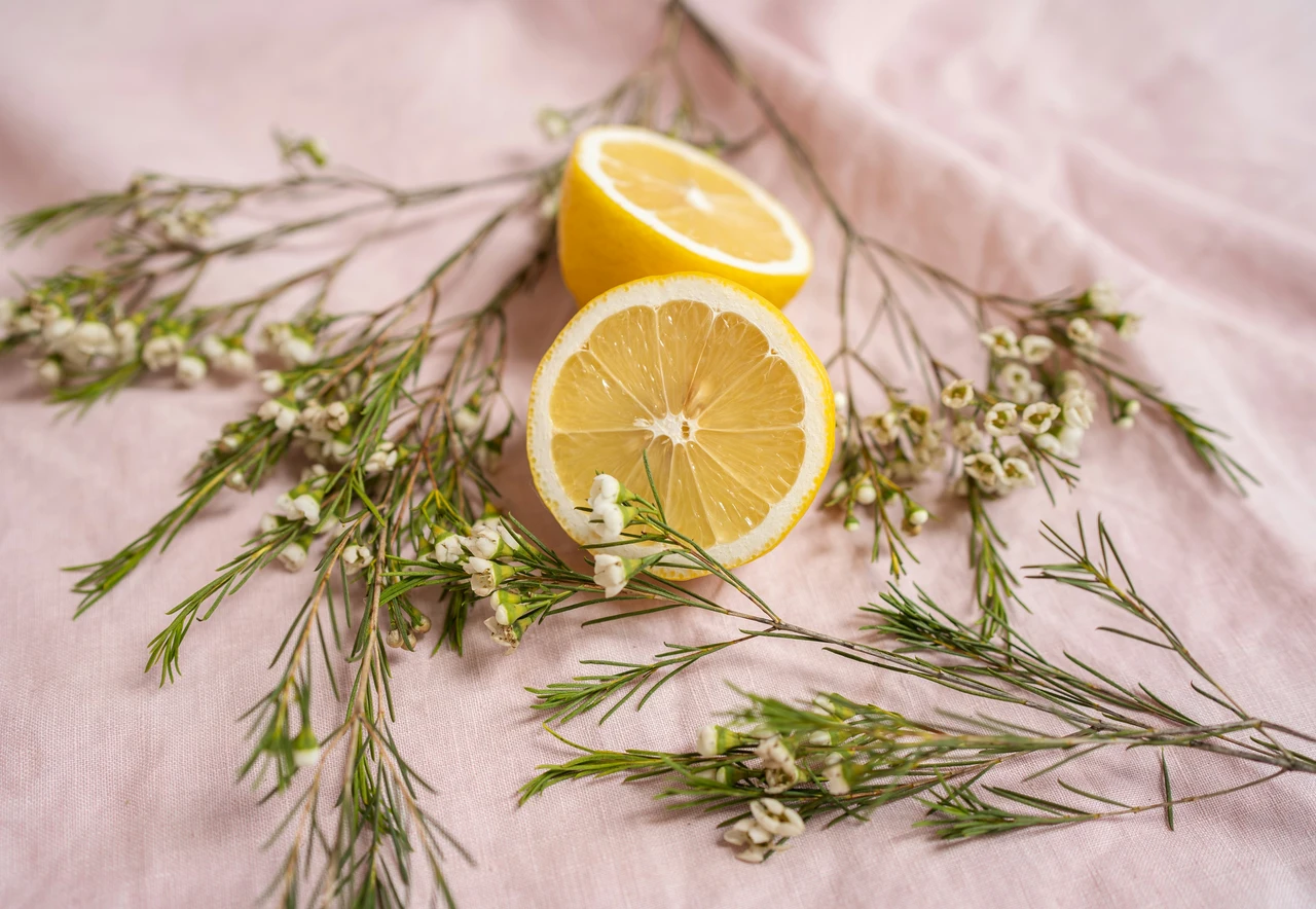 Scegli la pianta aromatica più efficace contro le zanzare in estate e profuma casa Scegli la pianta aromatica più efficace contro le zanzare in estate e profuma casa
