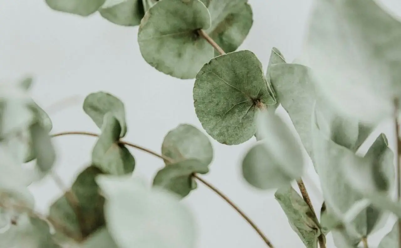 Scegli la pianta aromatica più efficace contro le zanzare in estate e profuma casa Scegli la pianta aromatica più efficace contro le zanzare in estate e profuma casa