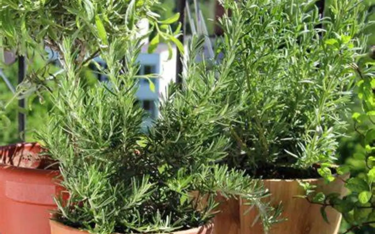 Come creare un angolo verde anti-insetti sul balcone: consigli e piante pratiche Come creare un angolo verde anti-insetti sul balcone: consigli e piante pratiche
